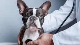 Reconoce si tu perro sufre del corazón