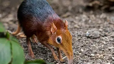 ¿Conoces este pequeño mamífero de trompa dorada? ¿Conoces este pequeño mamífero de trompa dorada?