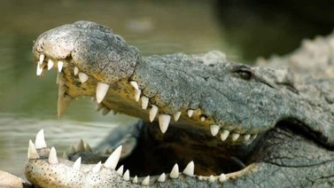 ¡Increíble! Un hombre fue atacado por este animal en la puerta de su casa