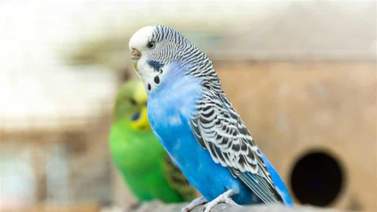 Pájaros domésticos para tener en casa