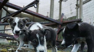 Entérate: Esto puede pasar en los perros de Chernóbil