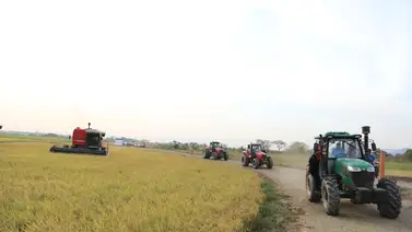 ¡Sepa más! Esta es la proyección de Venezuela para sembrar y cosechar arroz en 2023 ¡Sepa más! Esta es la proyección de Venezuela para sembrar y cosechar arroz en 2023