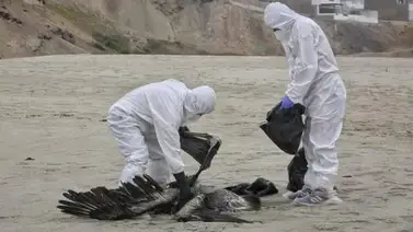 ¡Misterio y preocupación! Perú reporta muerte de miles de aves y lobos marinos en sus costas ¡Misterio y preocupación! Perú reporta muerte de miles de aves y lobos marinos en sus costas