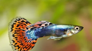 Estos son los cuidados para tener un pez guppy