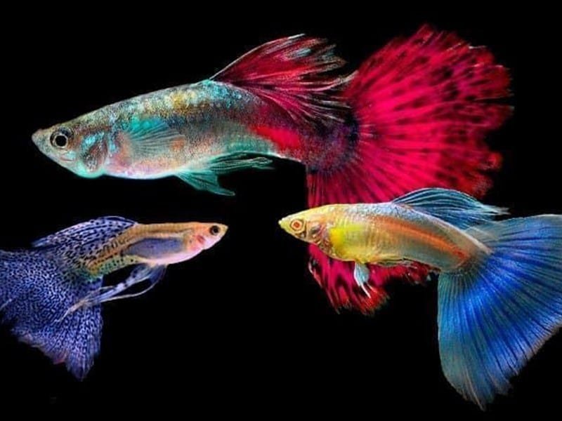 Estos son los cuidados para tener un pez guppy Estos son los cuidados para tener un pez guppy