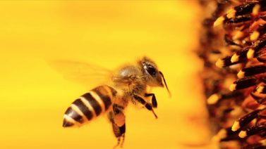 Abeja, insecto que mueve al mundo
