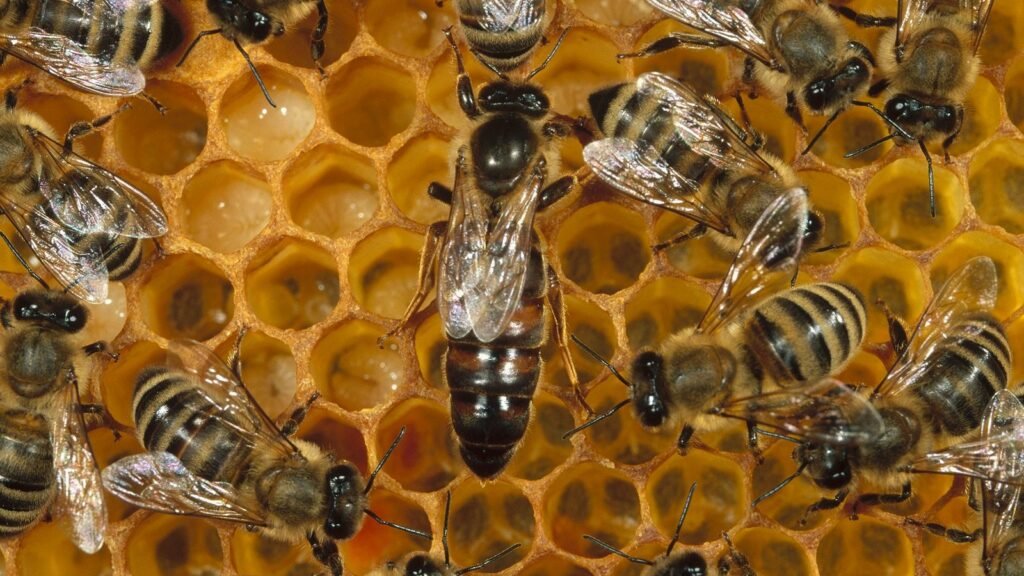 Abeja, insecto que mueve al mundo
