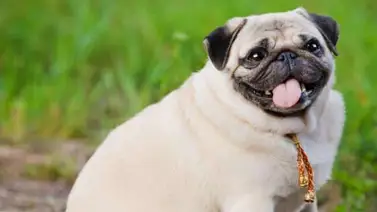 Diabetes en los perros: ¿Cómo tratarla? Diabetes en los perros: ¿Cómo tratarla?