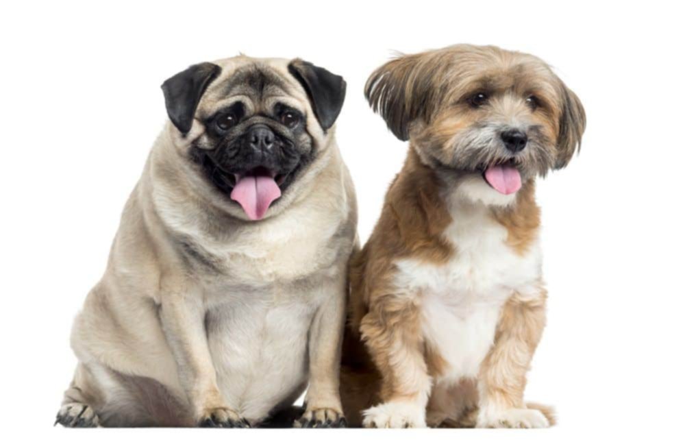 Diabetes en los perros: ¿Cómo tratarla? Diabetes en los perros: ¿Cómo tratarla?