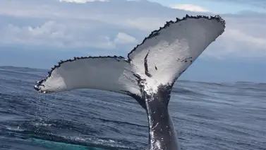 ¡Sorpresa! Con esto se toparon pescadores entre Los Roques y La Guaira ¡Sorpresa! Con esto se toparon pescadores entre Los Roques y La Guaira