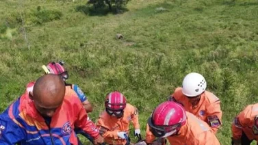 Con múltiples picaduras de abeja hallan el cuerpo de un septuagenario
