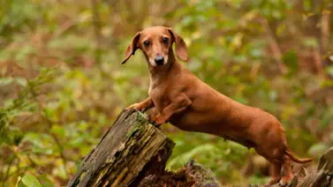 ¡Así son los perros salchichas! ¡Así son los perros salchichas!