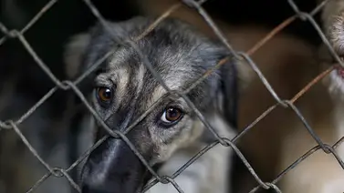 Ordenanza para evitar maltrato y abandono animal: Sepa de qué trata Ordenanza para evitar maltrato y abandono animal: Sepa de qué trata
