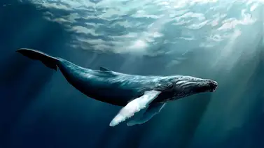 ¿Cuántas toneladas de comida consumen las ballenas? ¿Cuántas toneladas de comida consumen las ballenas?