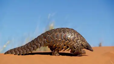 ¡Salvemos al pangolín! El mamífero más traficado en todo el planeta ¡Salvemos al pangolín! El mamífero más traficado en todo el planeta
