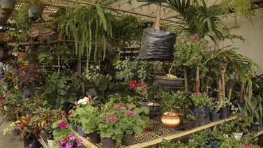 Útil para ti: Si te gustan las plantas les puedes sacar más provecho