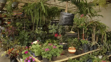Útil para ti: Si te gustan las plantas les puedes sacar más provecho