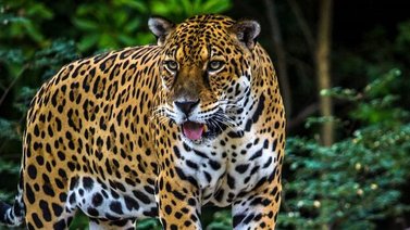 ONG: Deforestación del Amazonas amenaza la existencia del jaguar