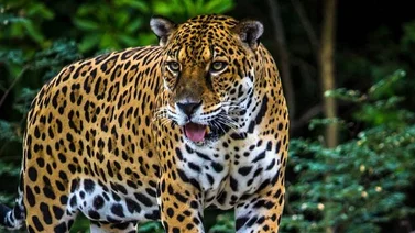 ONG: Deforestación del Amazonas amenaza la existencia del jaguar
