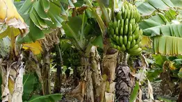 Declaran emergencia por hongo destructor de plantaciones de plátano, cambúr y topocho