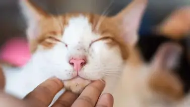 ¿Al gato le puede dar acné? ¿Al gato le puede dar acné?