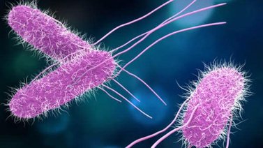 Conoce cómo prevenir y tratar la salmonelosis
