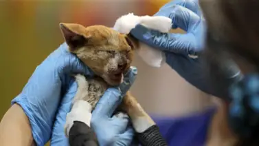 Hospital de campaña asiste a los animales heridos en incendios forestales de Chile Hospital de campaña asiste a los animales heridos en incendios forestales de Chile
