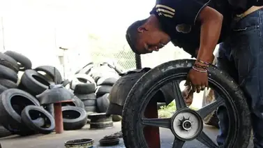 Caucheras revelan el secreto de su supervivencia Caucheras revelan el secreto de su supervivencia