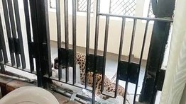 Así se defendieron en India tras el ataque de un leopardo en un tribunal