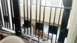 Así se defendieron en India tras el ataque de un leopardo en un tribunal