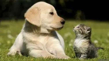 Amos se las ingenian para alimentar a sus mascotas Amos se las ingenian para alimentar a sus mascotas