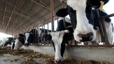China asegura haber clonado "súper vacas" altamente productivas