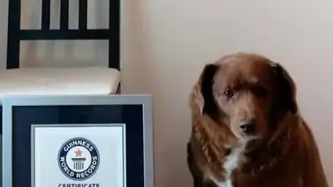Conoce a Bobi el perro más longevo del mundo Conoce a Bobi el perro más longevo del mundo