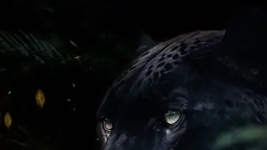 ¡Notición! Miren quién regresa al baloncesto profesional venezolano ¡Notición! Miren quién regresa al baloncesto profesional venezolano