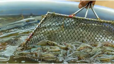 Conoce cuáles países europeos recibirán camarones venezolanos Conoce cuáles países europeos recibirán camarones venezolanos