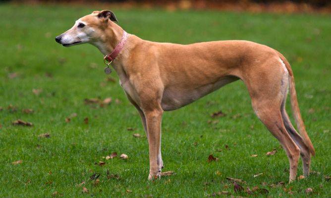 ¡Así son los perros raza Galgo! ¡Así son los perros raza Galgo!