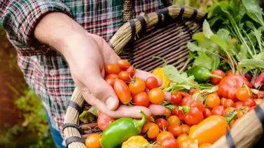 Aprende a cultivar tus alimentos de manera ecológica Aprende a cultivar tus alimentos de manera ecológica
