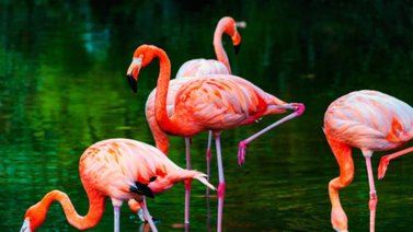 Datos y curiosidades sobre los flamencos