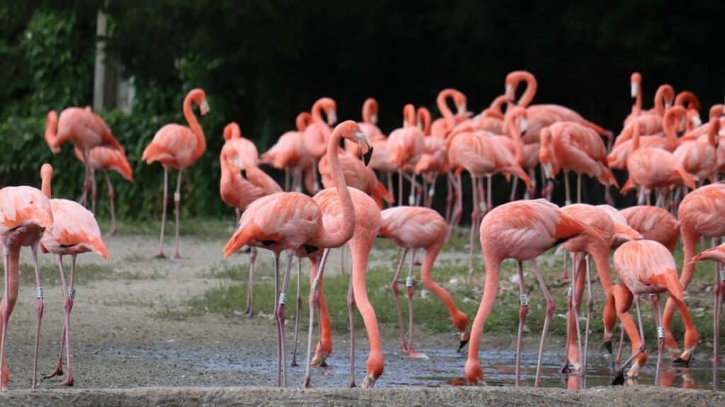Datos y curiosidades sobre los flamencos