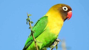 Lo que debes saber antes de tener periquitos de mascota