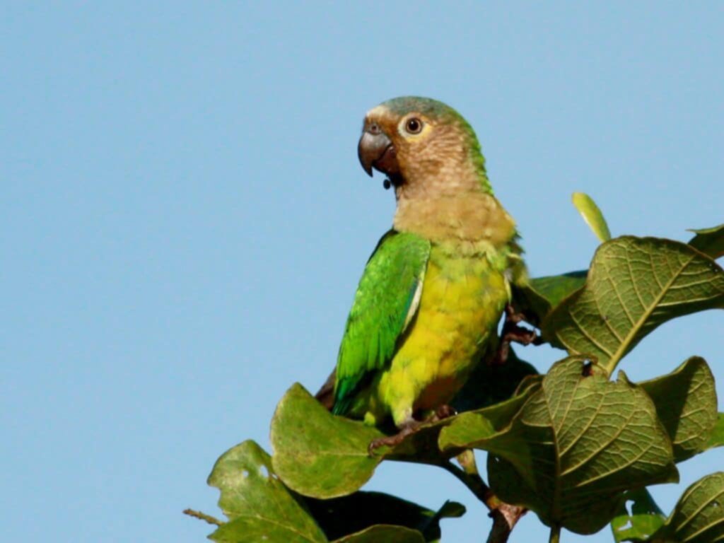 Lo que debes saber antes de tener periquitos de mascota