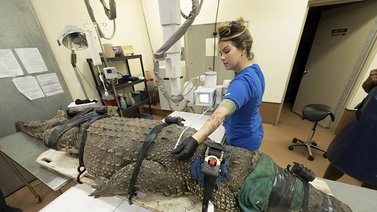 Cocodrilos bajo estudio: Ejemplares del Zoológico de Miami comieron plástico