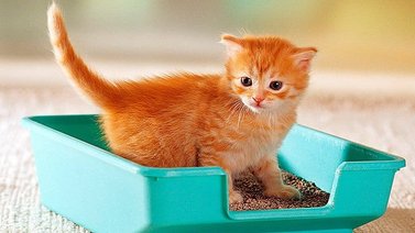 Consejos para educar al gato desde pequeño