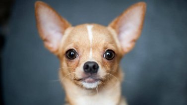 Chihuahua: uno de los caninos más pequeños