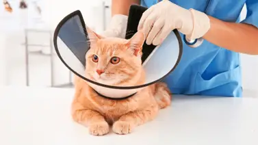 Qué función cumple el collar isabelino en los gatos Qué función cumple el collar isabelino en los gatos