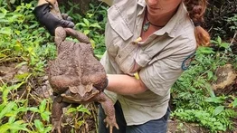 ¡Sorpresa de la naturaleza! Encuentran sapo gigante de casi tres kilos en Australia
