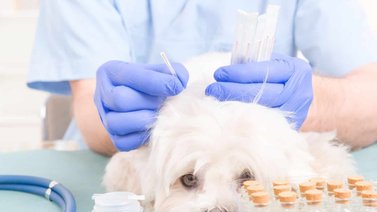 Uso de la acupuntura en los animales domésticos y sus beneficios