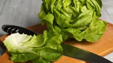 Para qué sirven las hojas de lechuga Para qué sirven las hojas de lechuga