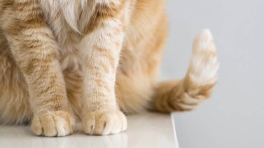 ¡Abominable! Asesinaron a una gata en Caracas: Le arrojaron agua caliente y la lanzaron desde un edificio