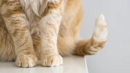 ¡Abominable! Asesinaron a una gata en Caracas: Le arrojaron agua caliente y la lanzaron desde un edificio